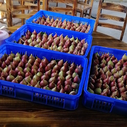 肇庆 供应新鲜无花果！量大从优！