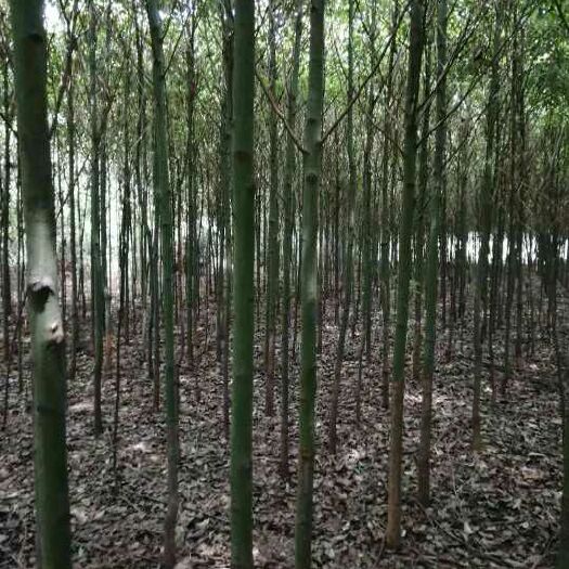 奉新县全冠香樟 大量供应2-3-4-5