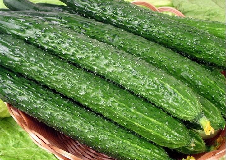 油亮密刺黄瓜 各种蔬菜批发哈，可接受全国采购，接受全国货源代