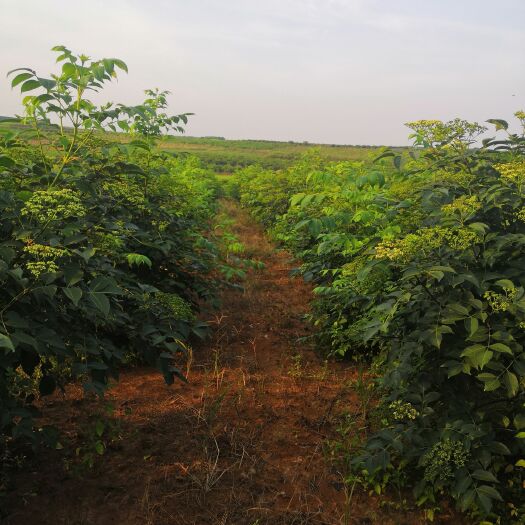 樟树市吴茱萸