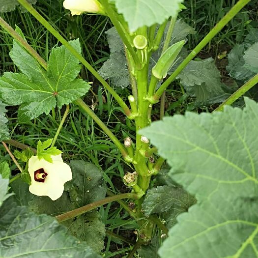 建湖县黄秋葵 6 - 8cm
