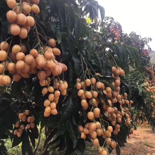 灵山县鸡心黄皮苗