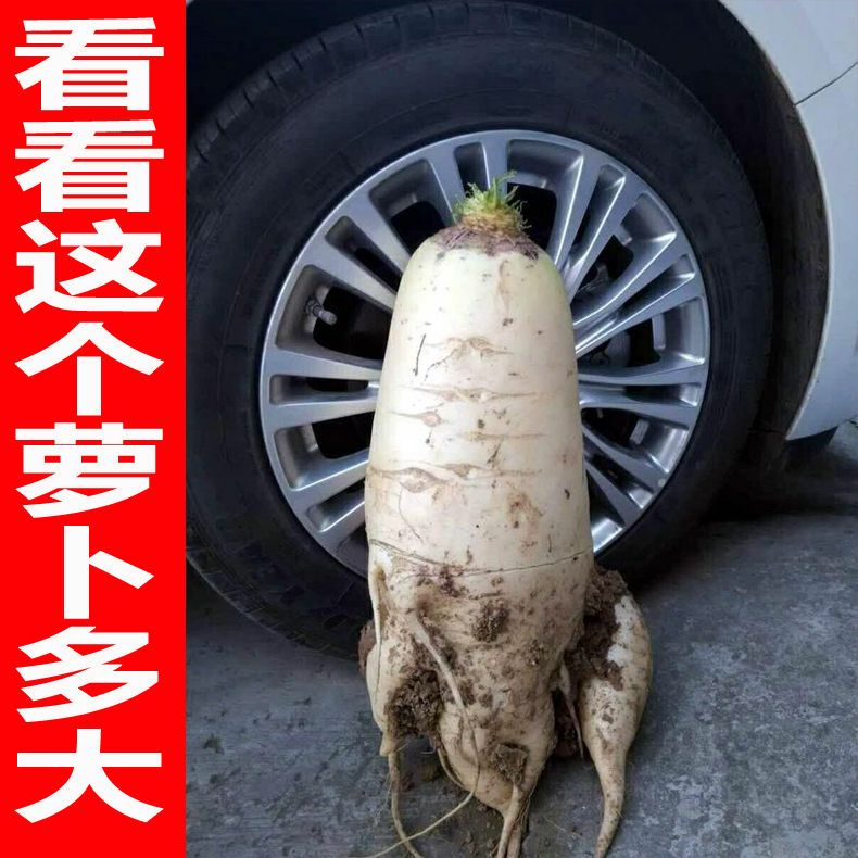 蔬菜种子澳洲九斤王萝卜种子白萝卜种子春不老萝卜种子不空心萝卜