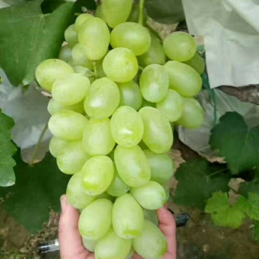 稷山县维多利亚葡萄 1-1.5斤 5%以下 1次果