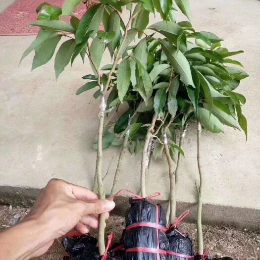 灵山县桂味荔枝苗 正宗灵山桂味苗