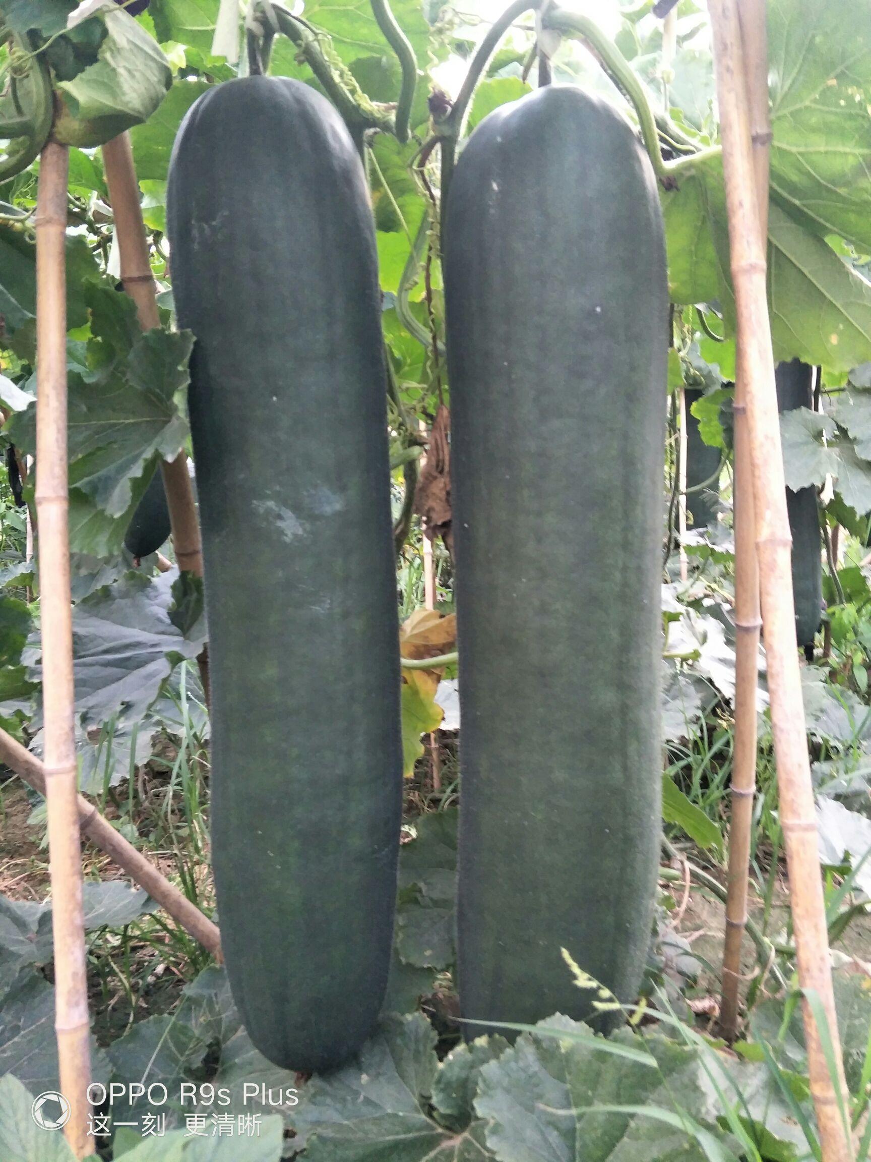 黑皮冬瓜  河南郸城黑皮吊冬瓜专卖