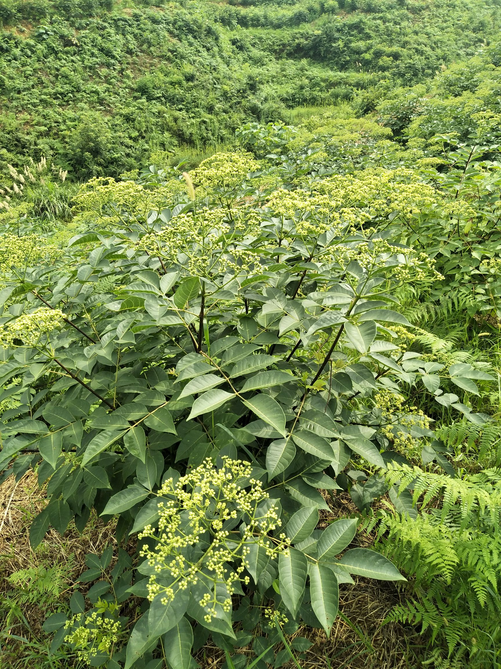 吴茱萸苗 纯中花吴茱萸，品种纯不开裂