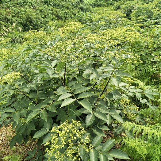 马关县吴茱萸苗 纯中花吴茱萸，品种纯不开裂