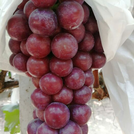 萧县 夏黑葡萄大量上市中