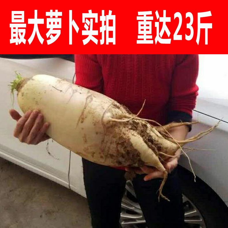 蔬菜种子澳洲九斤王萝卜种子白萝卜种子春不老萝卜种子不空心萝卜
