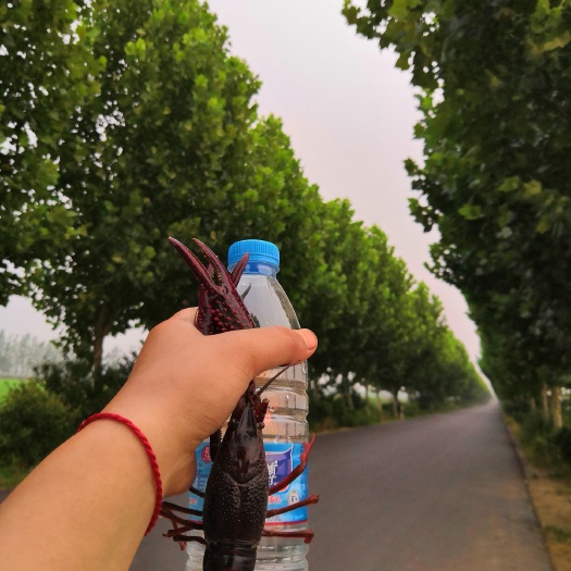 怀远县 小龙虾两虾酒店炮头