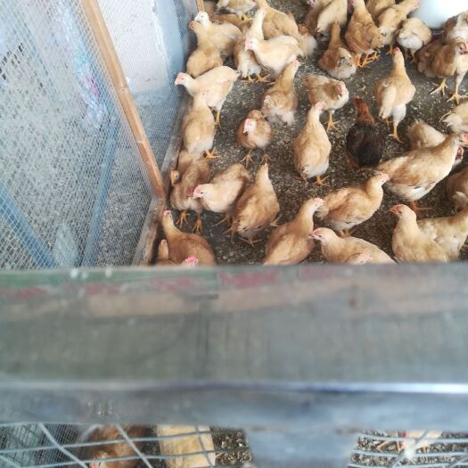 南宁 三黄鸡苗