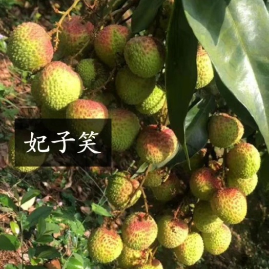 灵山县妃子笑荔枝苗  妃子笑荔枝，早熟品种，果大肉质透明核小，味道清甜