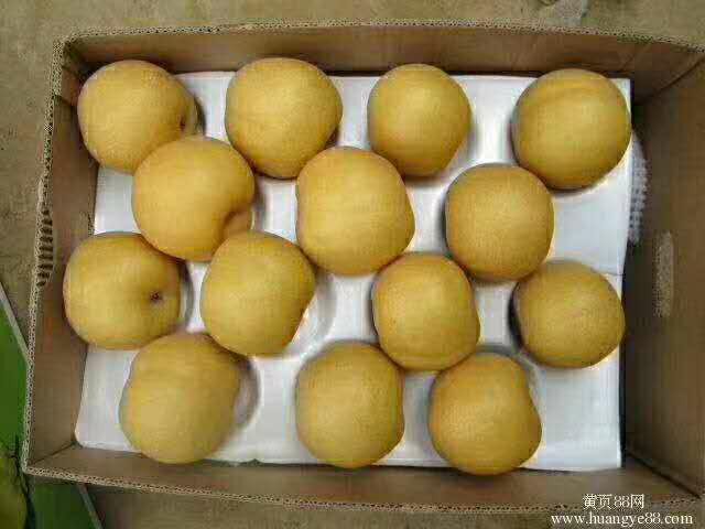 赵县圆黄梨 河北天發果品圆黄丰水