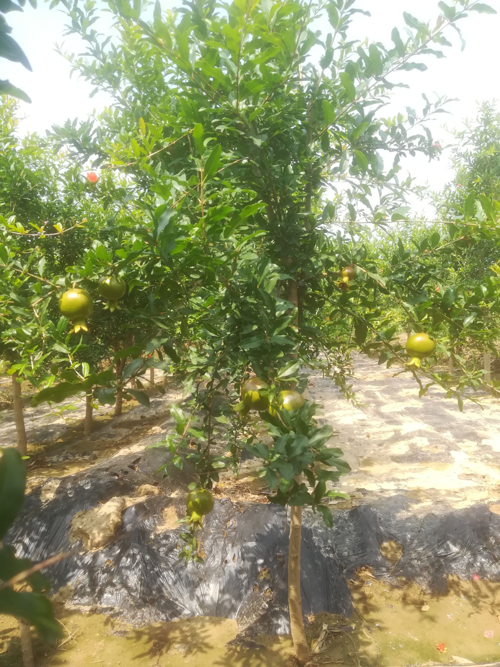 甜石榴树苗 泰山大红甜石榴树