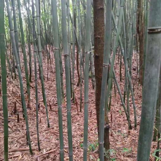 郴州麻竹