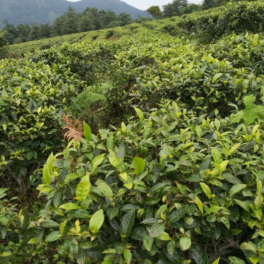 勐海县 高山佛香晒红茶，，绿色无药残，自加工销售