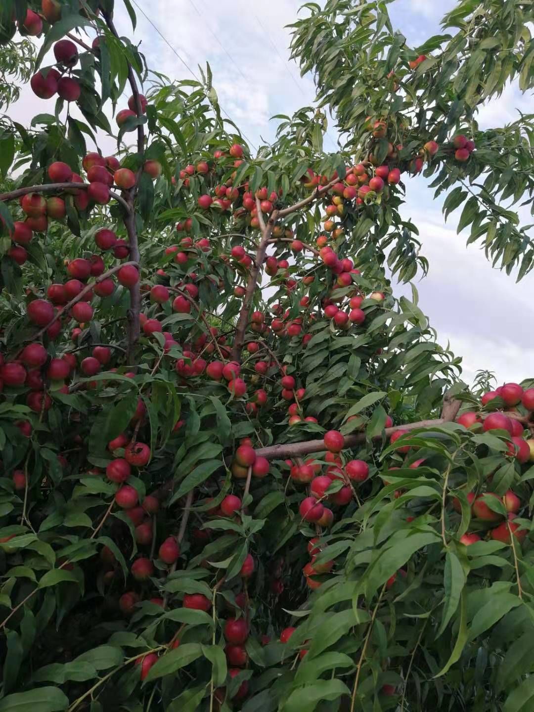 珍珠枣油桃  珍珠油桃大量上市