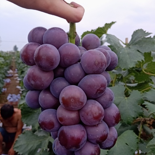 藤稔葡萄 价格便宜欢迎来