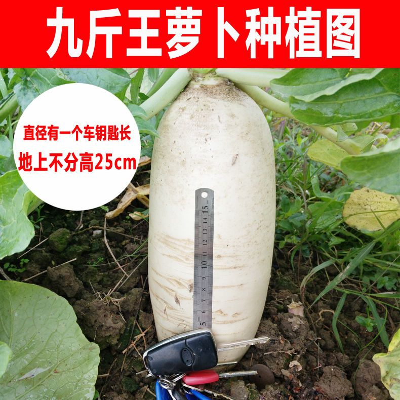 蔬菜种子澳洲九斤王萝卜种子白萝卜种子春不老萝卜种子不空心萝卜