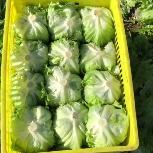 生菜  结球生菜