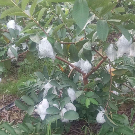 扶绥县 红心番石榴