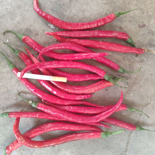 新绛县二荆条辣椒 15~20cm 中辣 红色