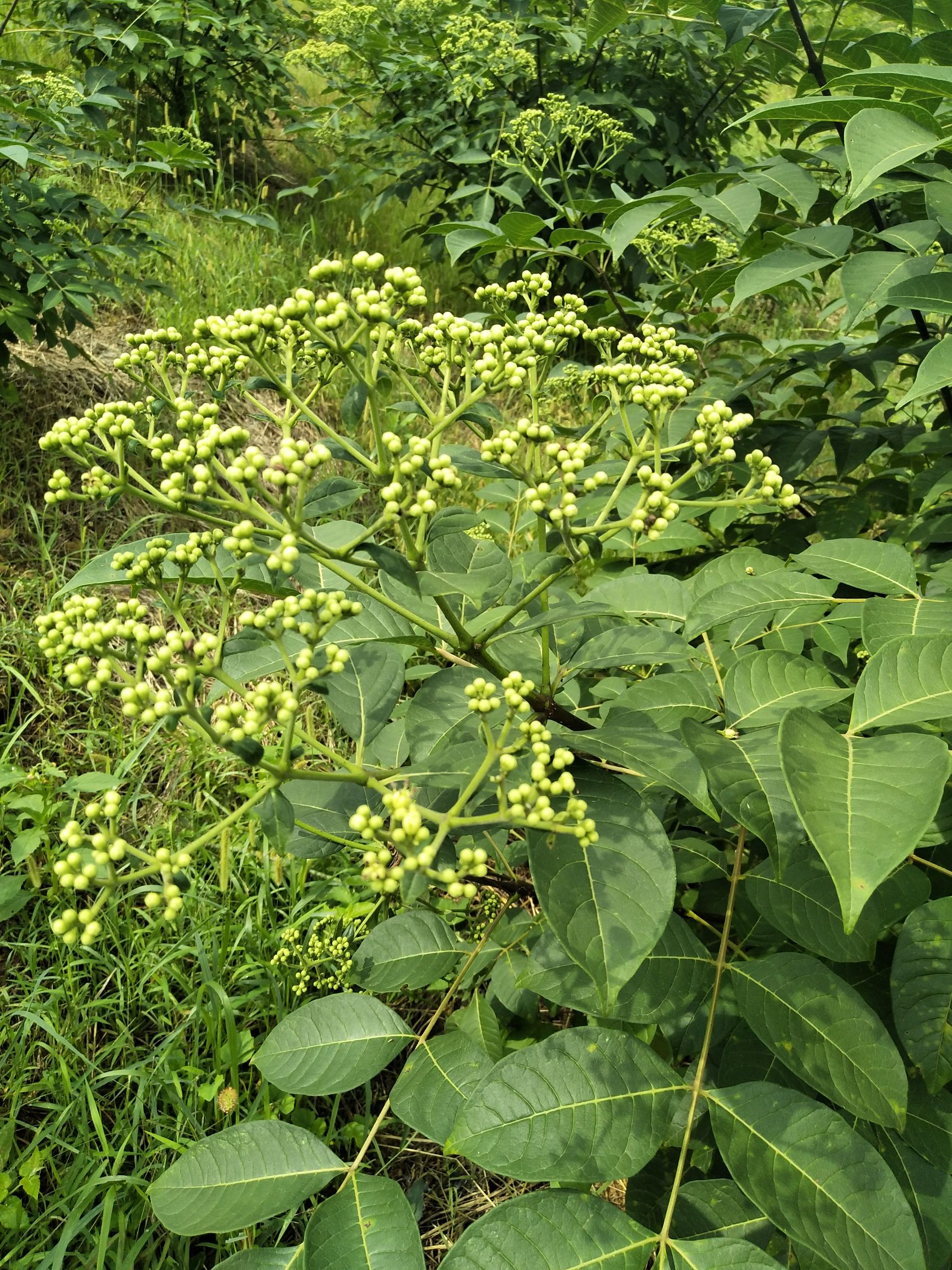 吴茱萸苗 纯中花吴茱萸，品种纯不开裂