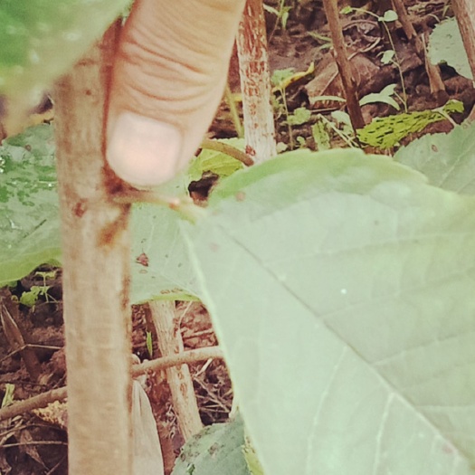 甜樱桃苗 眉县俄8，美早，布鲁克斯！美国一号，艳阳，秦樱等品种接预订