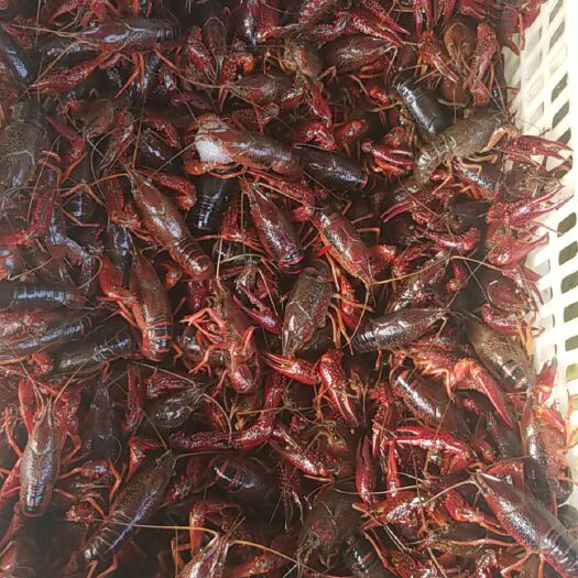 潜江市潜江小龙虾满肉中红大红接受预订