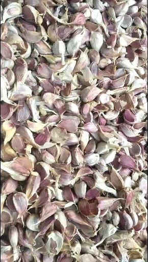 丰县红皮蒜  大蒜种子，红根蒜苗专用种，独蒜，蒜苔，