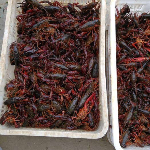 洪湖市 湖北洪湖小龙虾