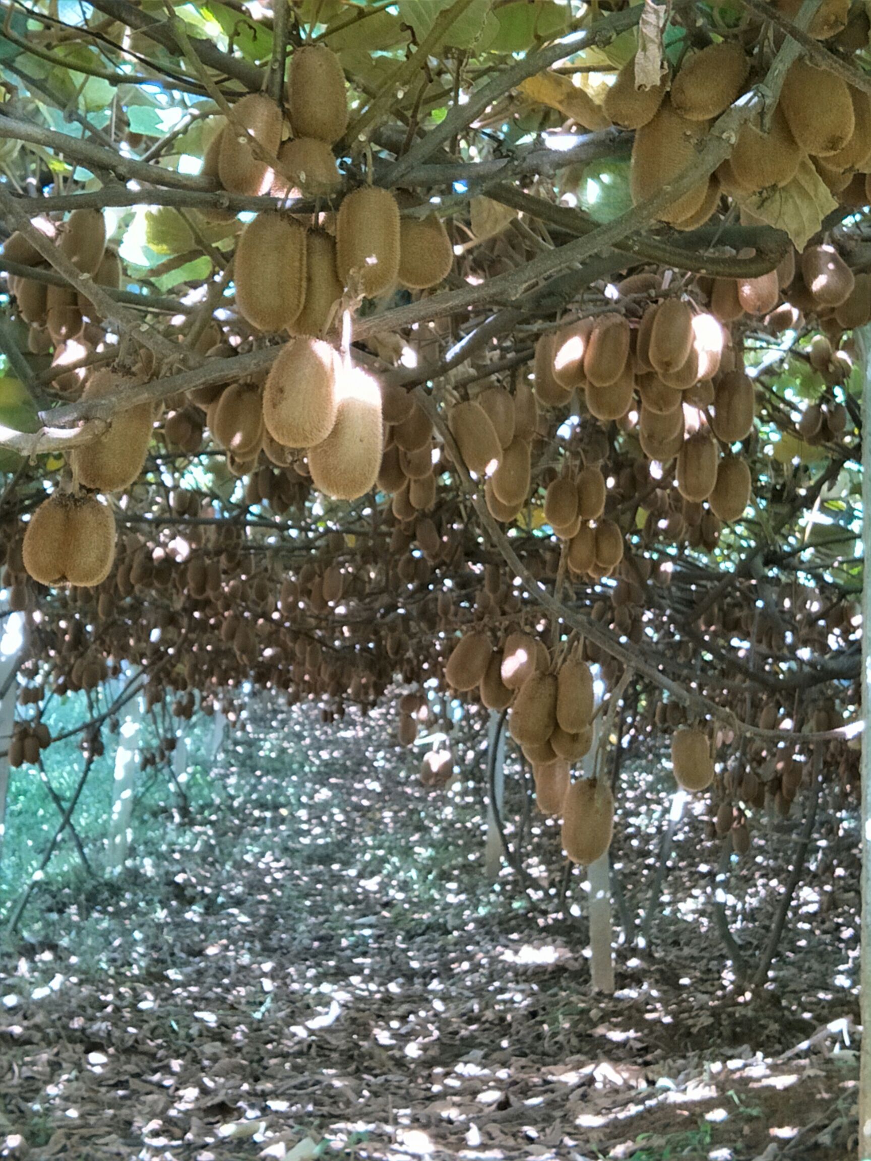 贵长猕猴桃 口感香甜，绿色无公害