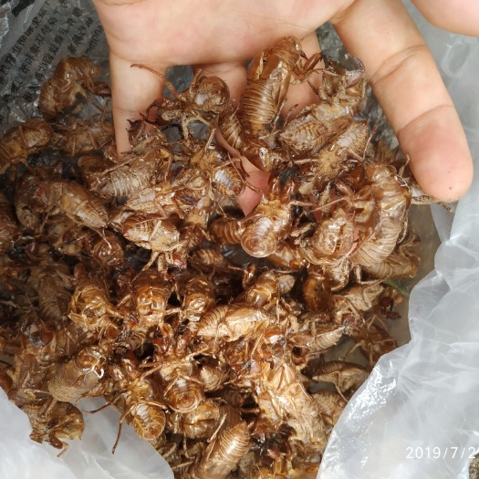 朝阳县蝉蜕 东北天然山泉边高品质蝉脱蝉衣