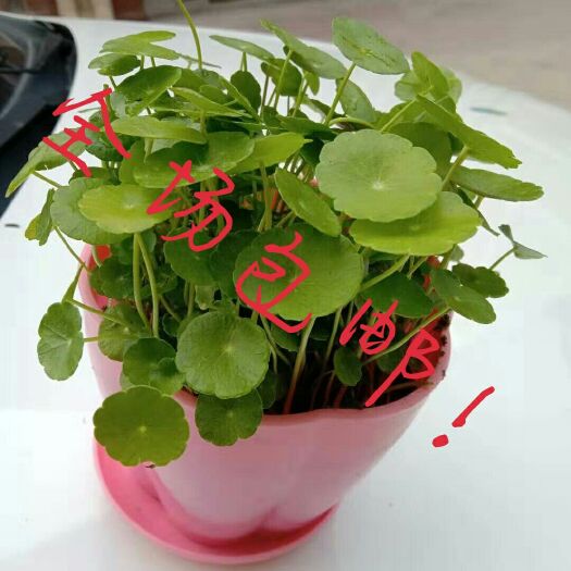 泗洪县铜钱草盆栽 铜钱草