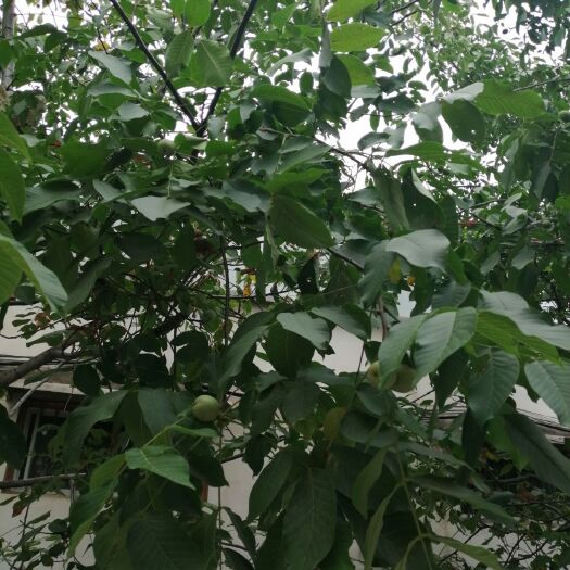 辉县市 青皮核桃
