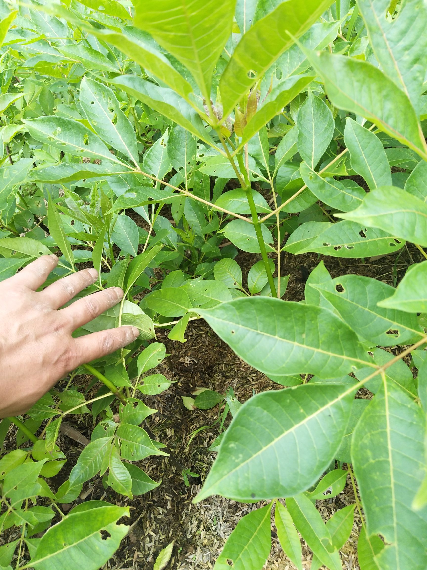 吴茱萸苗 纯中花吴茱萸，品种纯不开裂