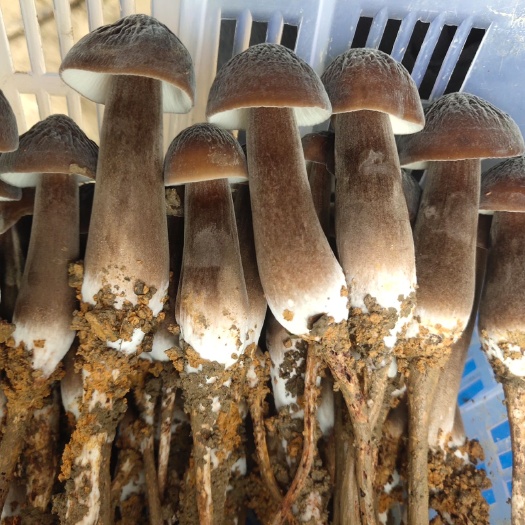 遵义 新鲜黑皮鸡枞菌