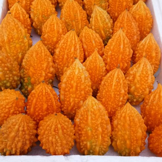 滦州市绿苦瓜 金铃子种子