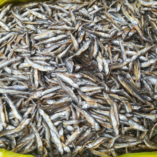 广宁县 广宁山坑鱼仔