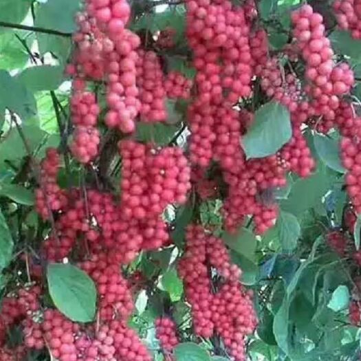 黑河 鲜五味子