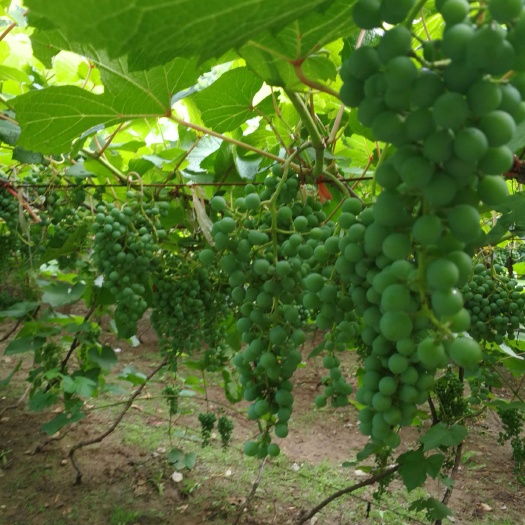 济源市 酿酒野葡萄