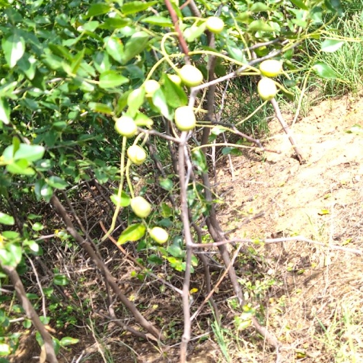 赞皇县 枣树苗