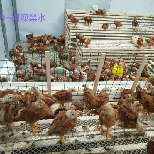 广汉市 九斤黄红玉王380出壳鸡苗通货1斤重脱温鸡
