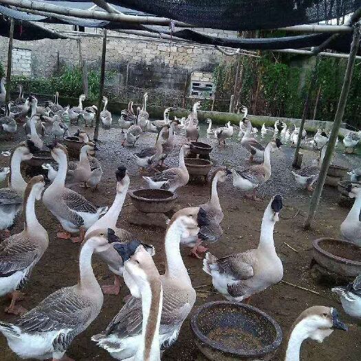 南宁狮头鹅苗  狮头鹅鹅苗，场地直销，包打疫苗，包运输成活率