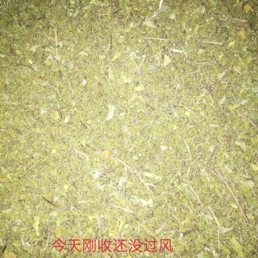 罗城县 广西中花吴茱萸