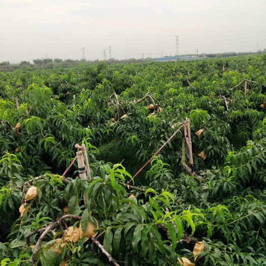 常州 上海锦绣黄桃现己大量上市需要的客户请联系我！
