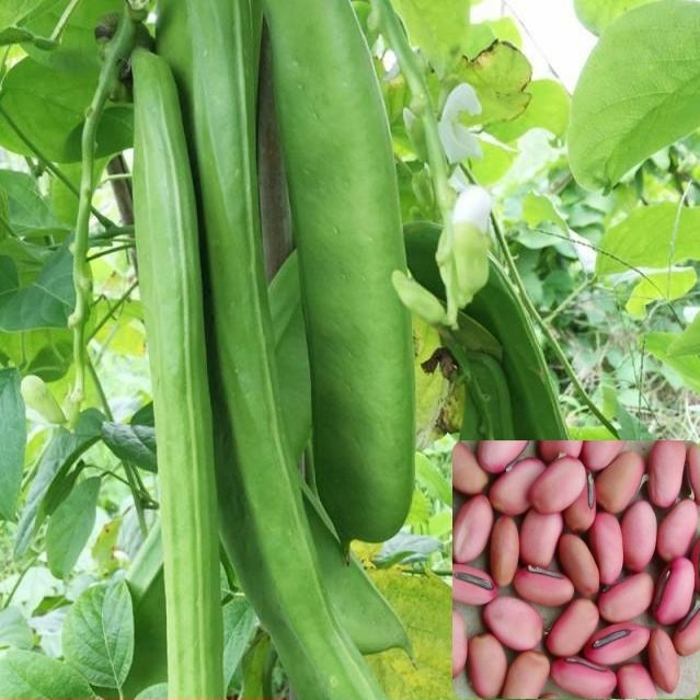 邵东市巴西豆种子红刀豆种子大扁豆种子大刀豆种子蔬菜种子