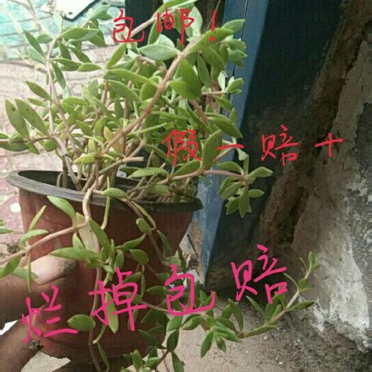 泗洪县垂盆草（包邮）（带土带盆）~假一赔十~（治肝病）