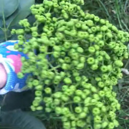 罗城县 广西吴茱萸种子